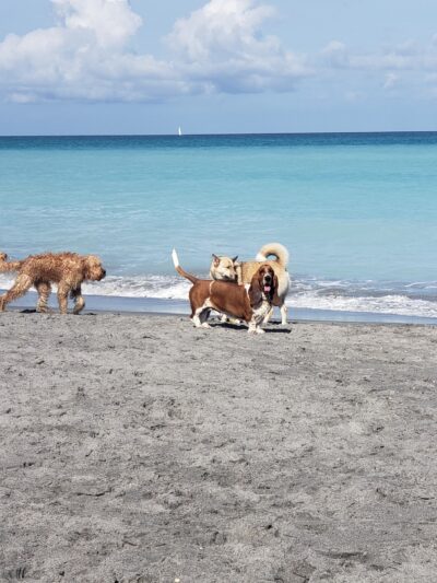 Dog Beach - Jupiter, FL