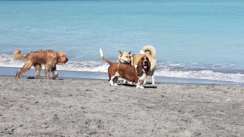 Dog Beach - Jupiter, FL