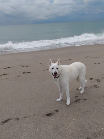 Jupiter Off-Leash Dog Beach - Jupiter, FL