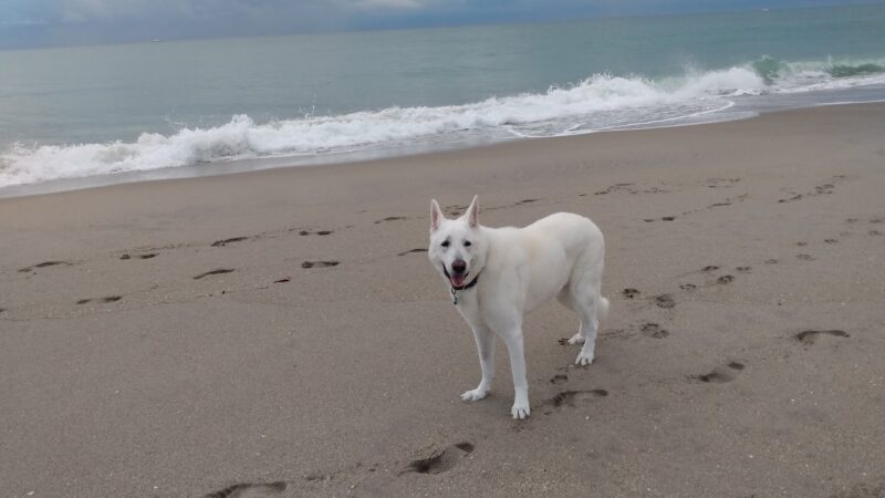 Jupiter Off-Leash Dog Beach - Jupiter, FL