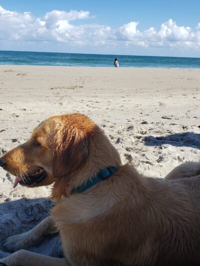 Jupiter Off-Leash Dog Beach - Jupiter, FL