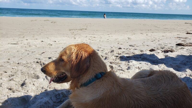 Jupiter Off-Leash Dog Beach - Jupiter, FL