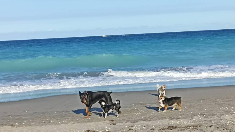 Ladder 38 @ Dog Beach - Jupiter, FL