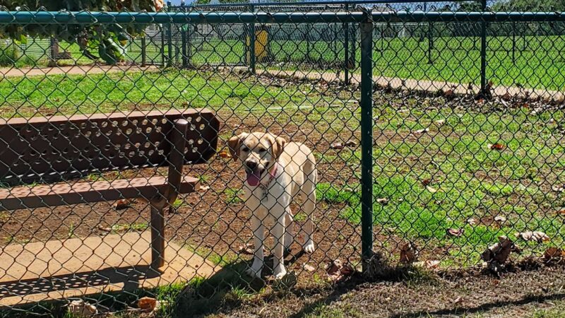 MCBH Dog park - Kailua, HI