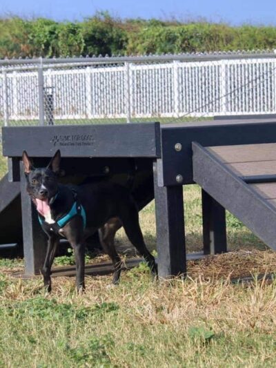 MCBH Pa Honua Dog Park - Kailua, HI