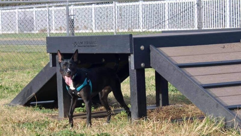 MCBH Pa Honua Dog Park - Kailua, HI