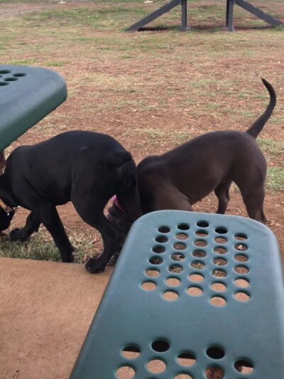 MCBH Pa Honua Dog Park - Kailua, HI