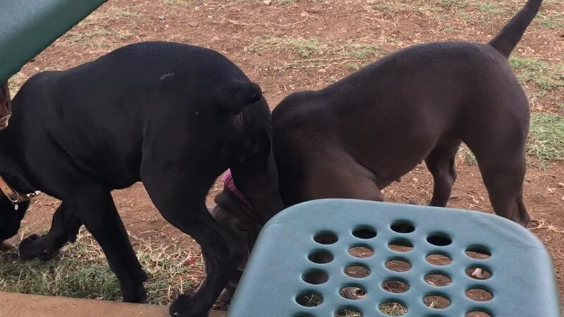 MCBH Pa Honua Dog Park - Kailua, HI