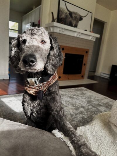 Columbia Canine Cottage Boarding & Grooming - Kalama, WA