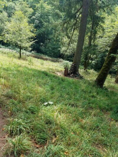 Paradise Dog Ranch - Kalama, WA