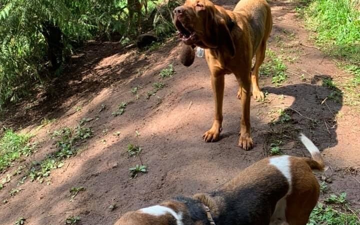 Paradise Dog Ranch - Kalama, WA