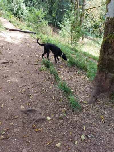Paradise Dog Ranch - Kalama, WA