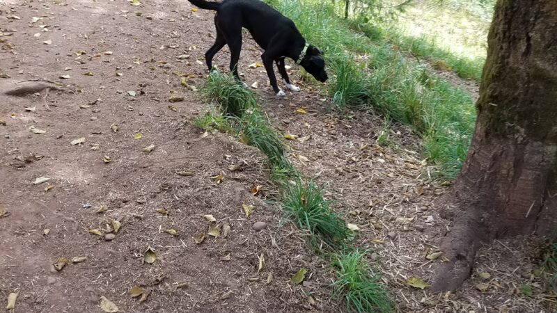 Paradise Dog Ranch - Kalama, WA