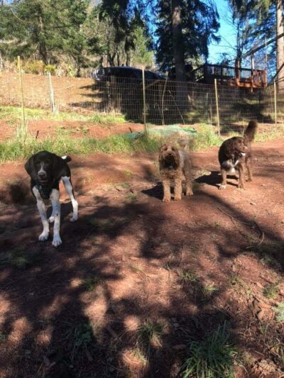 Paradise Dog Ranch - Kalama, WA