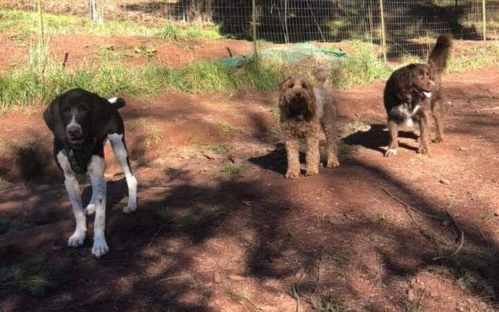 Paradise Dog Ranch - Kalama, WA