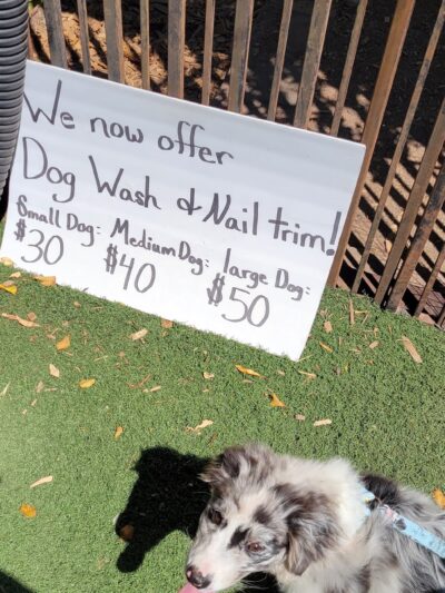 Paradise Dog Ranch - Kalama, WA