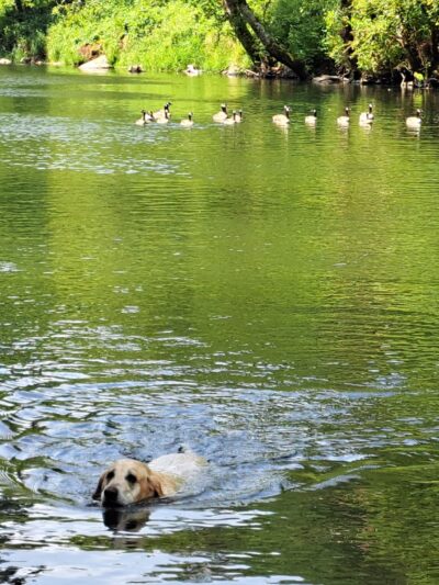 WDFW Modrow Boat Launch - Kalama, WA