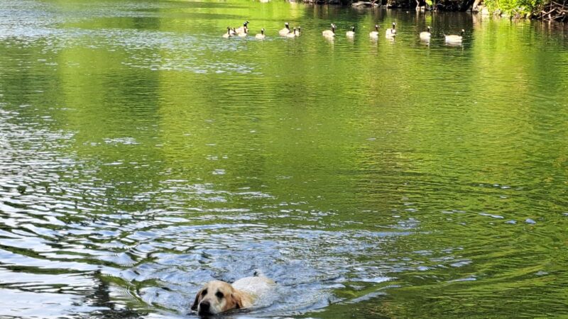 WDFW Modrow Boat Launch - Kalama, WA