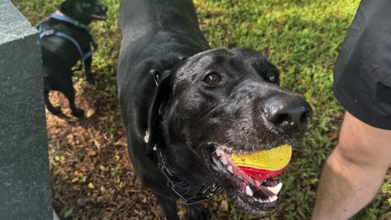 Kaneohe Dog Park - Kaneohe, HI