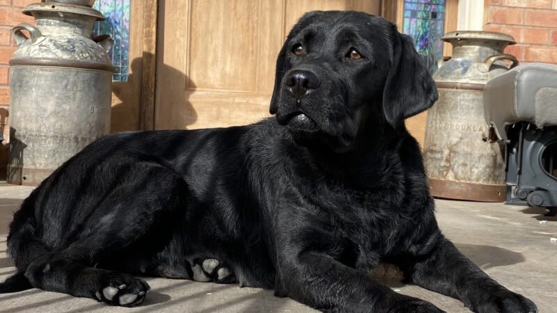 Kanosh Labs - Kanosh, UT