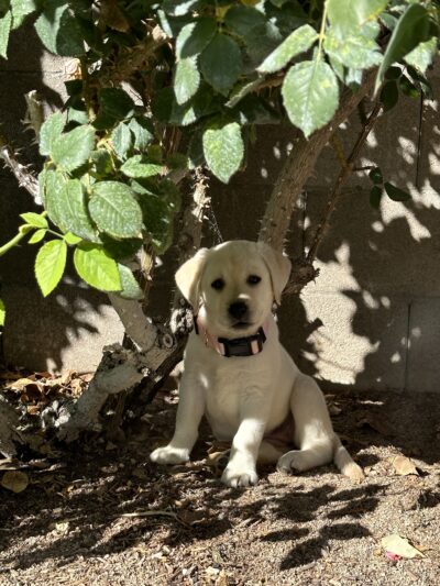 Kanosh Labs - Kanosh, UT