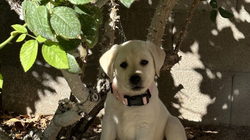 Kanosh Labs - Kanosh, UT