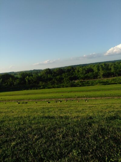 Leash Free Dog Run - Kansas City, KS