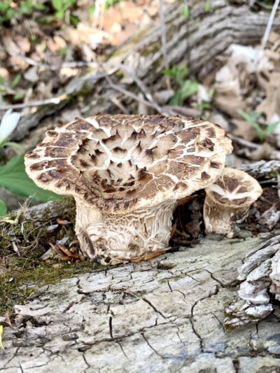 Lonidaw Nature Preserve - ACRES Land Trust - Kendallville, IN