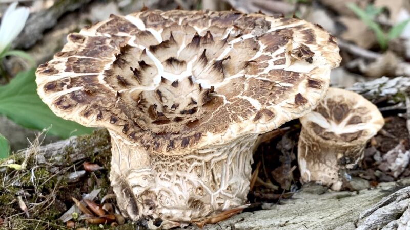 Lonidaw Nature Preserve - ACRES Land Trust - Kendallville, IN