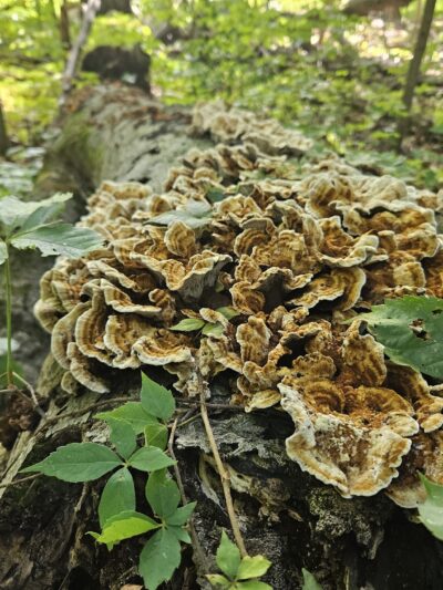 Lonidaw Nature Preserve - ACRES Land Trust - Kendallville, IN