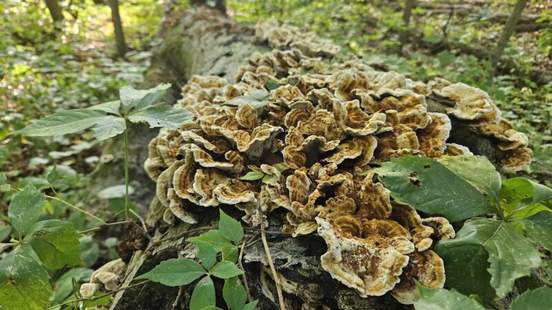 Lonidaw Nature Preserve - ACRES Land Trust - Kendallville, IN