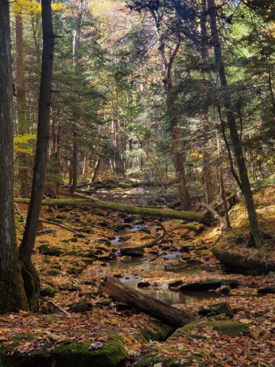 Clear Creek State Forest - Kennerdell Tract - Kennerdell, PA
