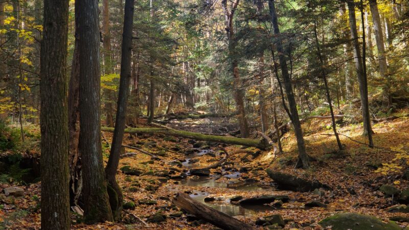 Clear Creek State Forest - Kennerdell Tract - Kennerdell, PA