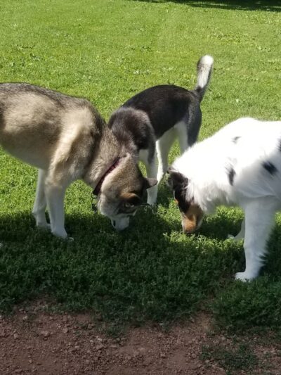 Carlisle Family Dog Park - Kenosha, WI
