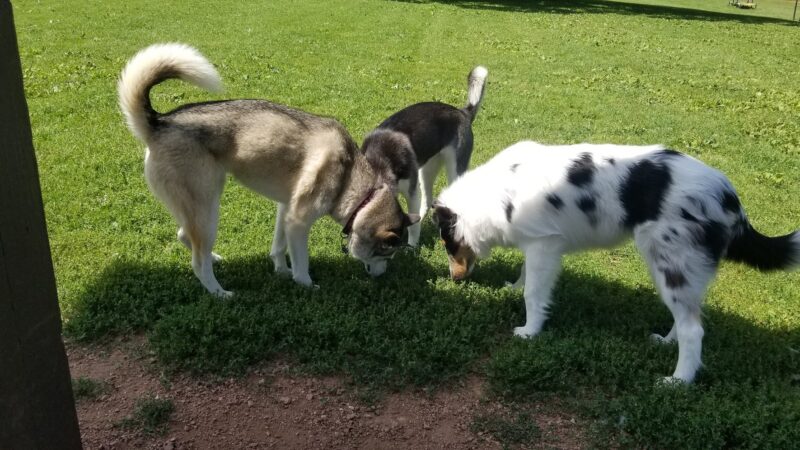 Carlisle Family Dog Park - Kenosha, WI