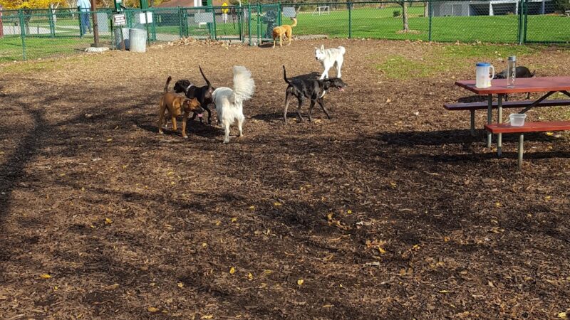 Carlisle Family Dog Park - Kenosha, WI