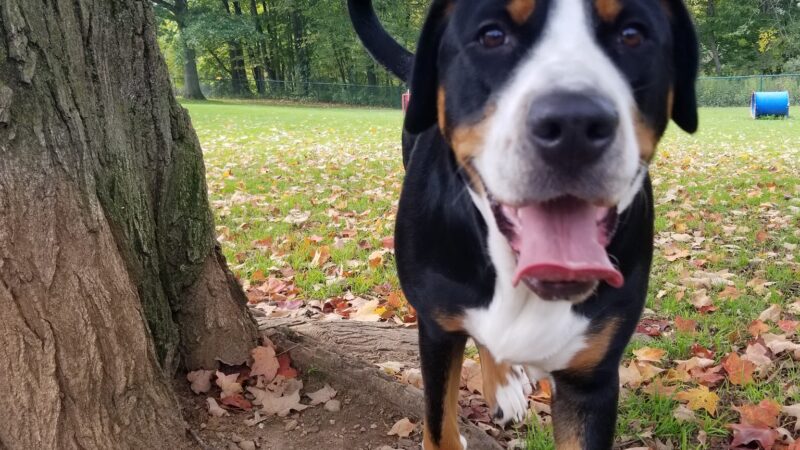Carlisle Family Dog Park - Kenosha, WI