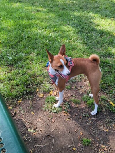 Carlisle Family Dog Park - Kenosha, WI