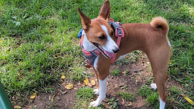 Carlisle Family Dog Park - Kenosha, WI