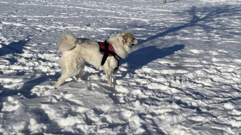 K9 Korner Dog Park - Kenosha, WI