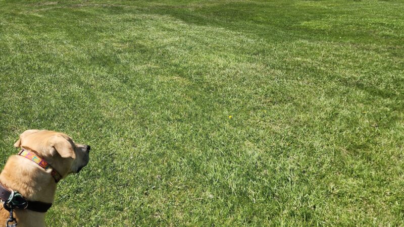 K9 Korner Dog Park - Kenosha, WI
