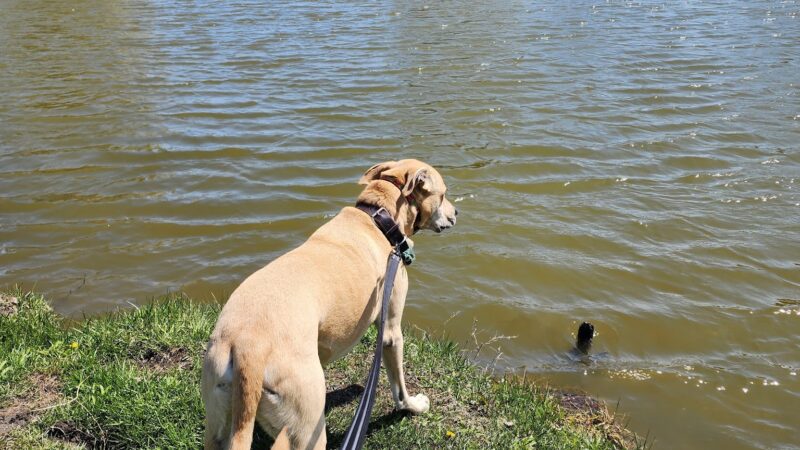 K9 Korner Dog Park - Kenosha, WI