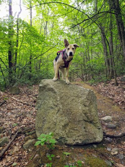 Wawarsing Turnpike Trail - Kerhonkson, NY
