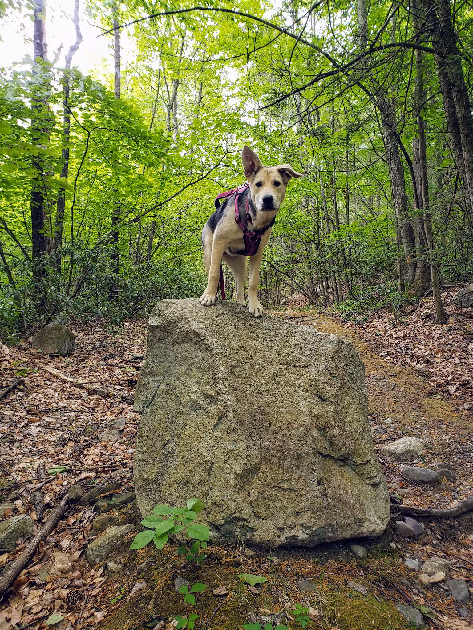 Wawarsing Turnpike Trail - Kerhonkson, NY