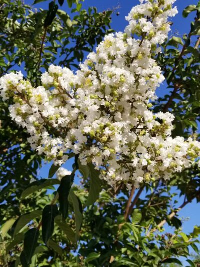 Katey's Kids Park - Kerman, CA