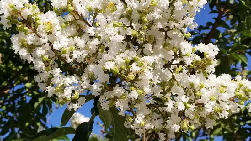 Katey's Kids Park - Kerman, CA