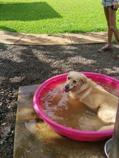 Dog Park - Kilauea, HI