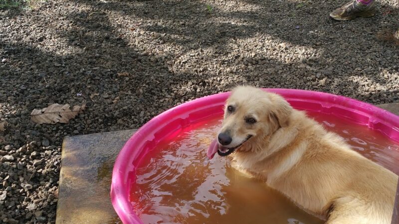 Dog Park - Kilauea, HI