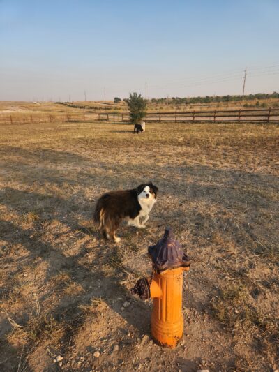 High Point K-9 Park - Kimball, NE