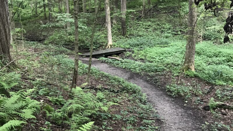 Martin Van Buren Nature Trail - Kinderhook, NY